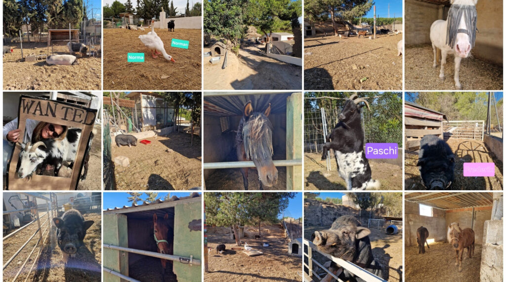 our farm animals